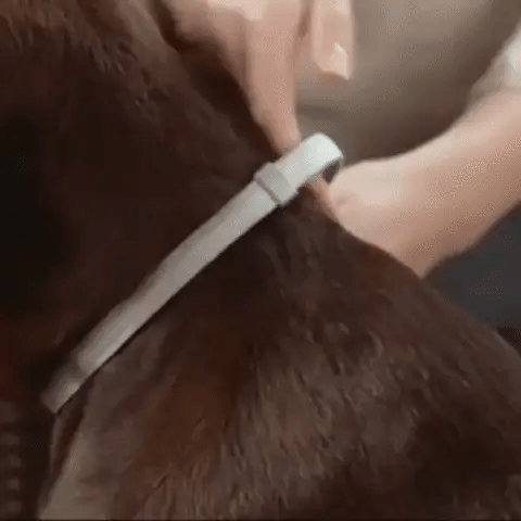 ShieldPaw Flea Collar